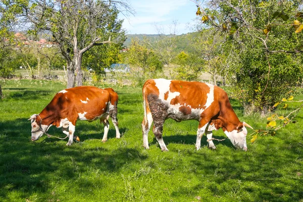 Kor på gården — Stockfoto