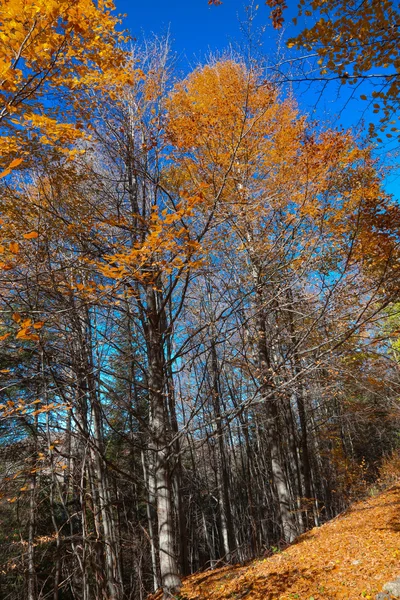 Вид на лиственный лес — стоковое фото