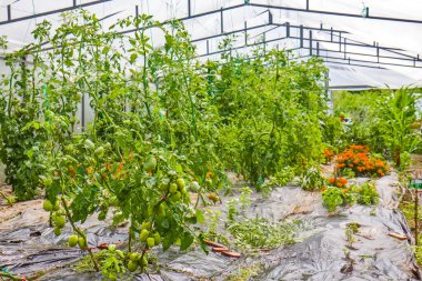 Organik sebze ve meyveli küçük bir sera.