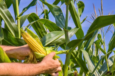 Tarlada taze mısır ve çiftçinin eli