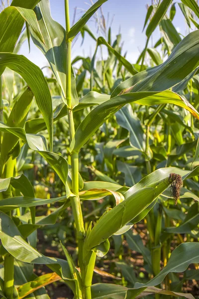 Verse Maïs Het Groene Veld Zomer — Stockfoto