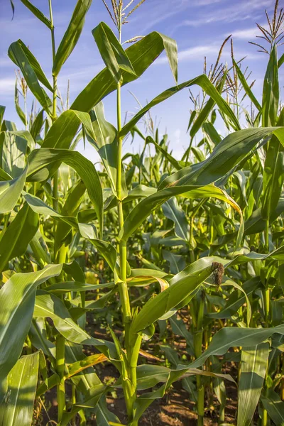 Verse Maïs Het Groene Veld Zomer — Stockfoto