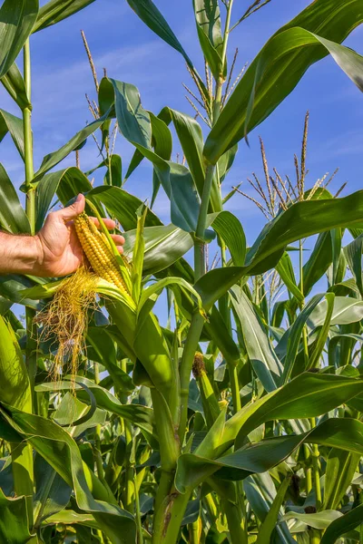 Verse Maïs Het Veld Bij Hand Van Boer — Stockfoto