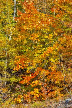 Turuncu yapraklı sonbahar ormanı