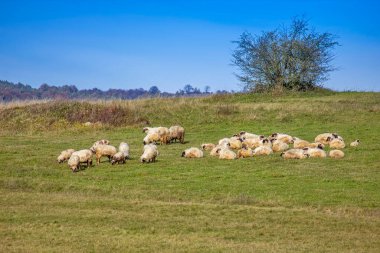 Yeşil çayırda koyun sürüsü