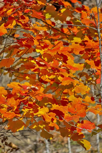 Turuncu Yapraklı Sonbahar Ormanı — Stok fotoğraf