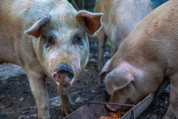 Feeding Big Pigs — Stock Photo, Image