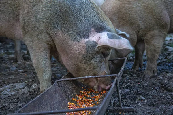 Feeding Big Pigs — Stock Photo, Image