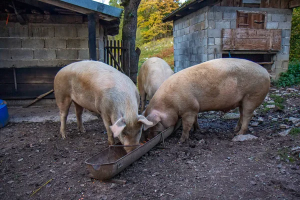 Fütterung Der Großen Schweine — Stockfoto