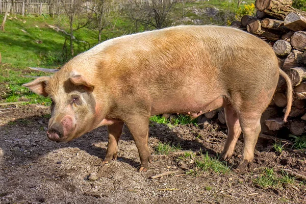 Big Pigs Field — Stock Photo, Image