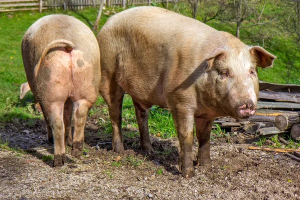 Большие Свиньи Поле — стоковое фото