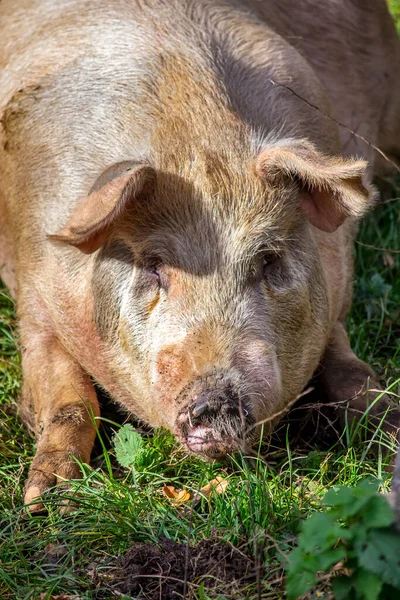Big Domestic Pig Head Detail — Stock Photo, Image