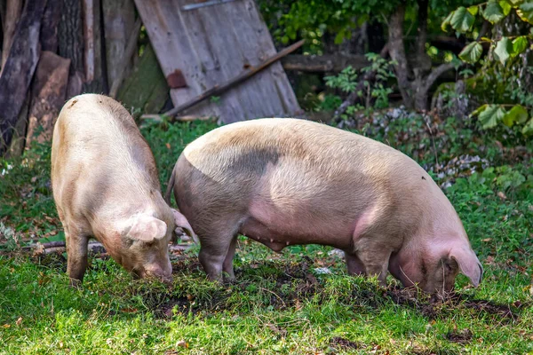 Big Pigs Field — Stock Photo, Image