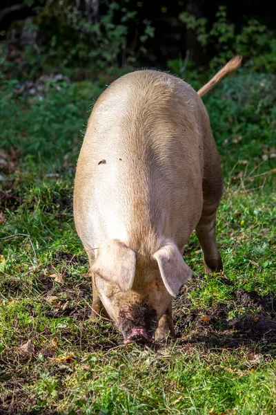 Большая Домашняя Свинья Голова Детали — стоковое фото