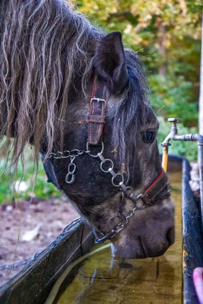 Grande Cavalo Cinza Quintal — Fotografia de Stock