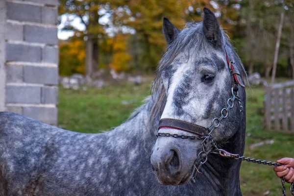 Groot Grijs Paard Tuin — Stockfoto