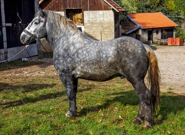 Big Gray Horse Yard — Stock Photo, Image