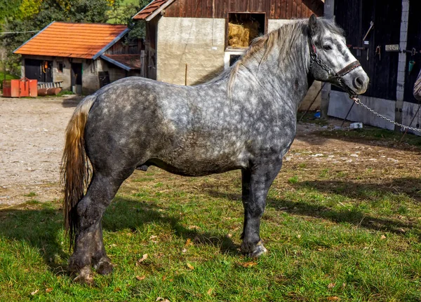 Big gray horse in the yard