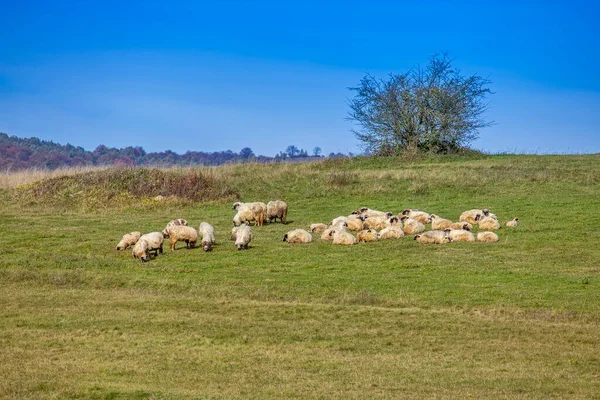 Flock Får Den Gröna Ängen — Stockfoto