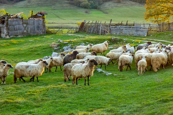 Flock Får Den Gröna Ängen — Stockfoto