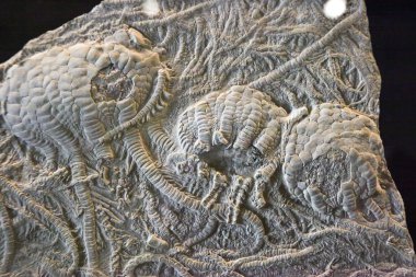 Crinoid fossil clipart