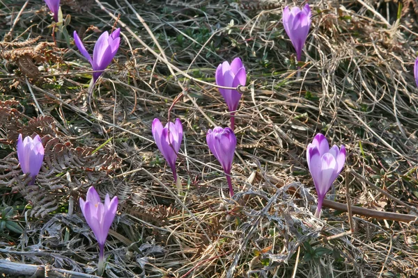 Crocus — Stockfoto