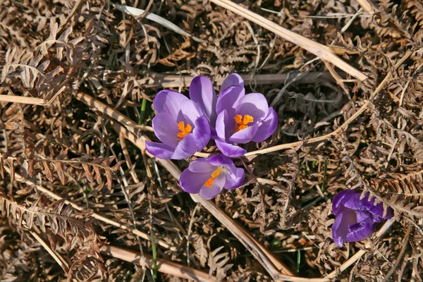 Crocus — Stockfoto