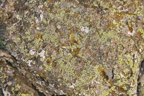 Basalt rock detail — Stockfoto