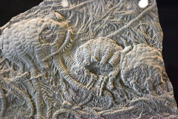 Crinoid fossil — Stock Photo, Image