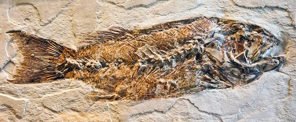 Fossili di pesce — Foto Stock