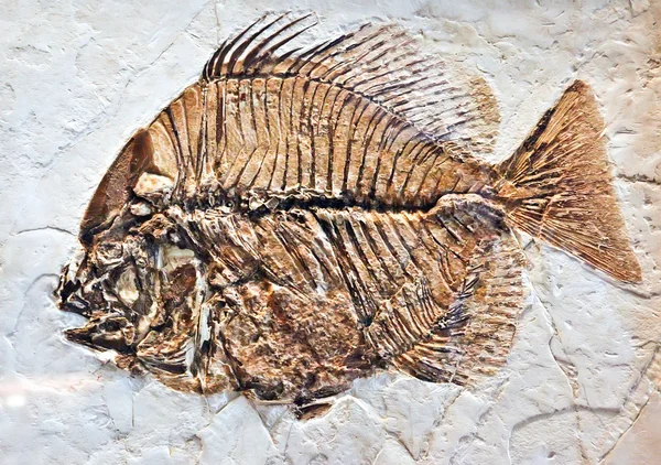 Fósil de pescado — Foto de Stock