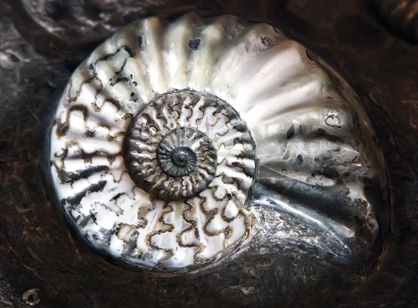 Ammoniták — Stock Fotó