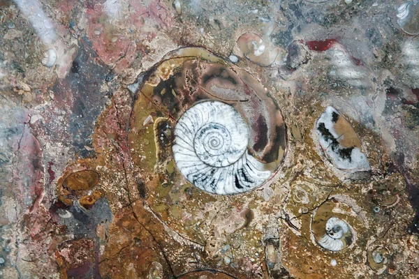 Sten med fossil bakgrund — Stockfoto