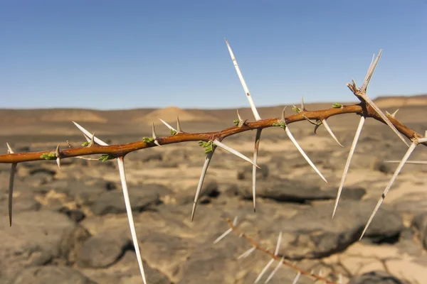 Branch with thorns in Sahara desert — Stock Photo, Image