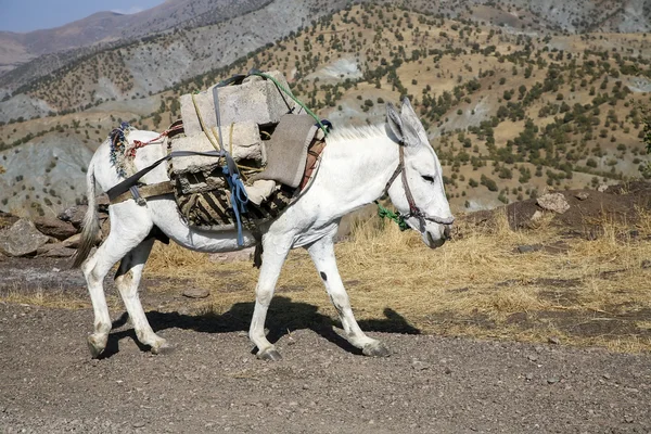 Confezione cavallo — Foto Stock