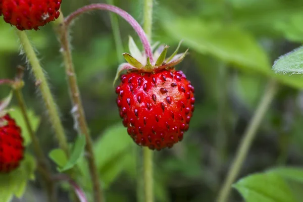 Wild strawberry — Stock Photo, Image