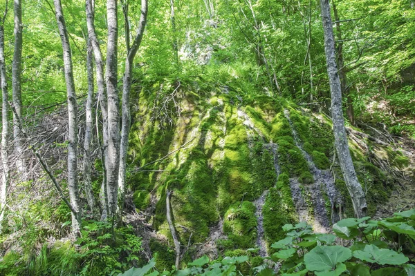 Pequeña cascada en el bosque — Foto de Stock