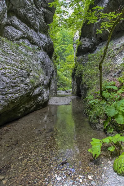 Schlucht rzav in Serbien — Stockfoto