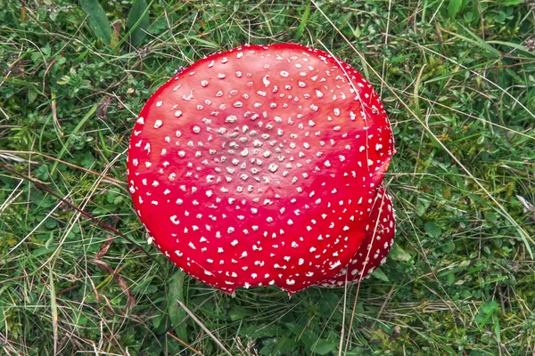 Red mushroom — Stock Photo, Image