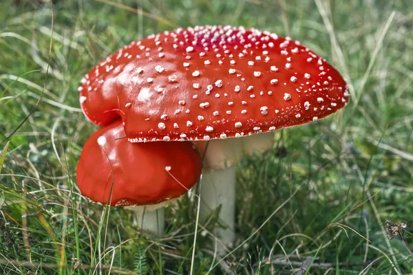 Red mushroom — Stock Photo, Image