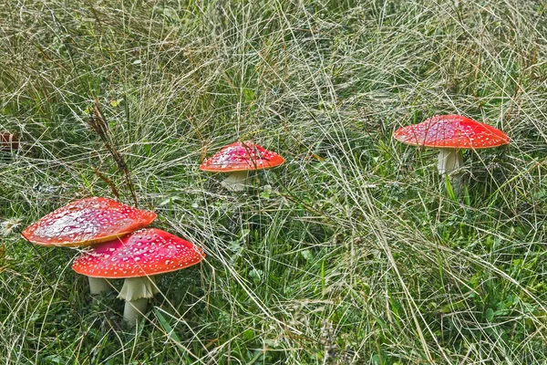 Red mushroom — Stock Photo, Image