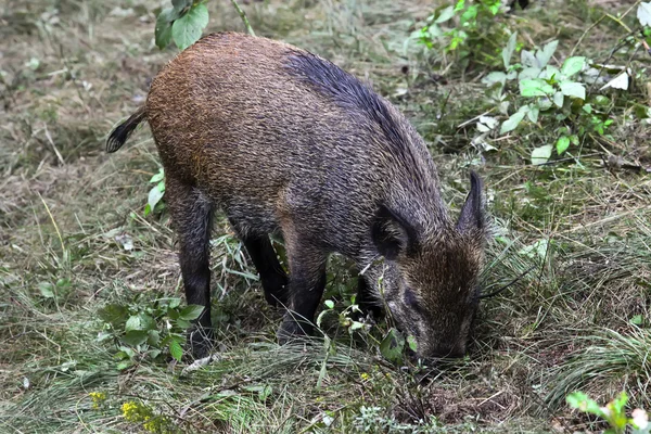 Wild pig in the forest — Stock Photo, Image