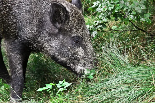 Vild gris i skoven - Stock-foto