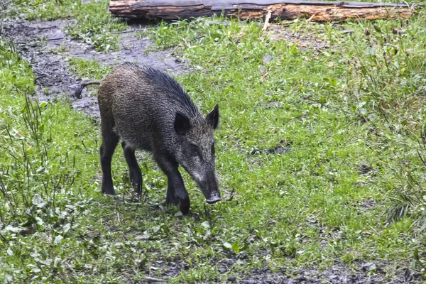 Cochon sauvage dans la forêt — Photo