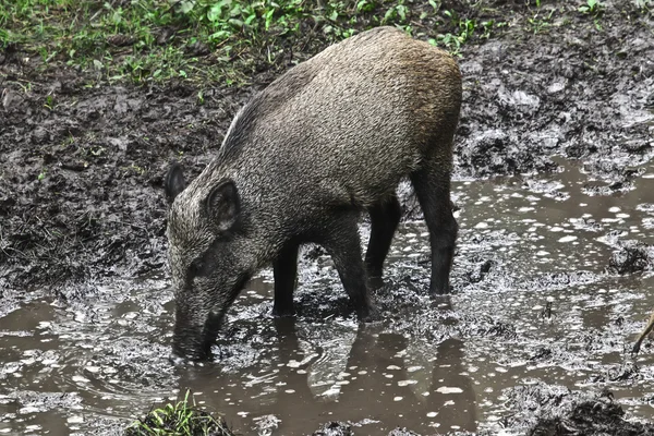 Wild pig in the forest — Stock Photo, Image