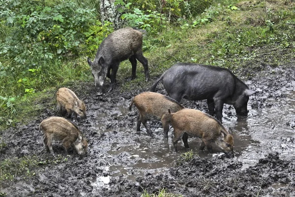 Wild pigs in the forest — Stock Photo, Image