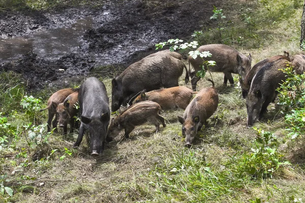 Porcs sauvages dans la forêt — Photo