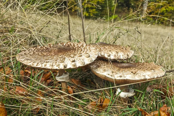 Grote parasolzwam — Stockfoto