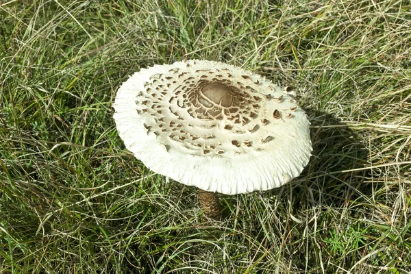 Зонтичный гриб — стоковое фото