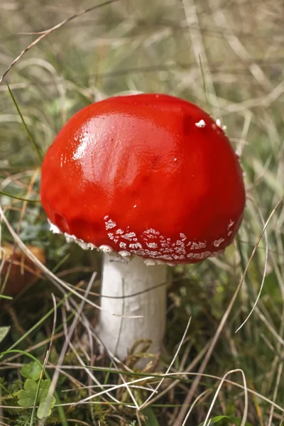 Red mushroom — Stock Photo, Image